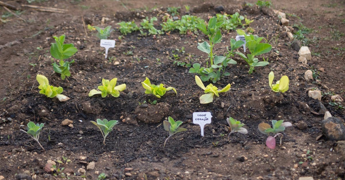 Cover Image for Discover the Benefits of Homesteading Programs: A Guide to Sustainable Living